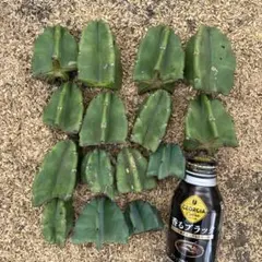 売り切り 柱サボテン 鬼面角 ドライガーデン ロストラータ ココスヤシ