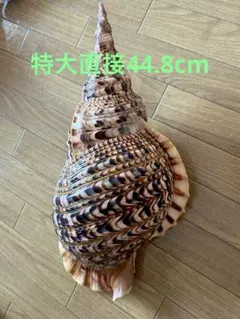 美品 特大 法螺貝43cm(直接39.3cm)1151g - メルカリ