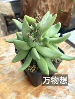 扁平しっかり塊根部！ レウコスリクス チレコドン 多肉植物 塊根植物
