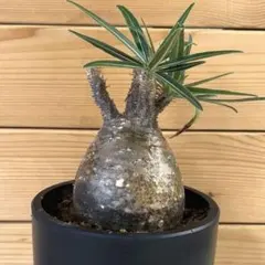 2025年最新】グラキリス 現地球の人気アイテム - メルカリ