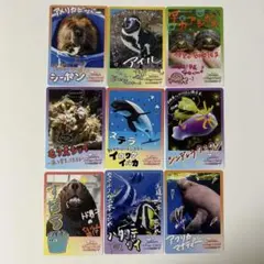 鳥羽水族館 コレクションカード 9枚セット