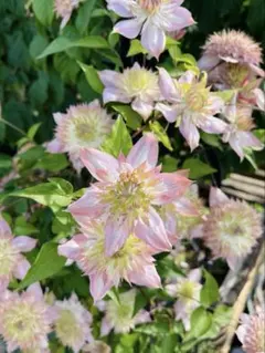 2026年最新】希少品種クレマチスの人気アイテム - メルカリ