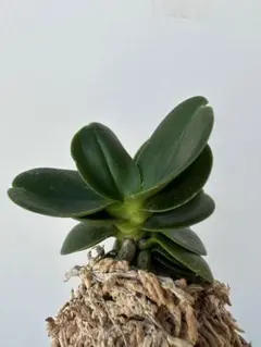 2025年最新】名護蘭 明丸の人気アイテム - メルカリ