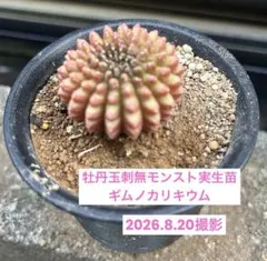 ギムノカリキウム 緋花玉 モンスト 古木 希少 6号鉢 サボテン - メルカリ