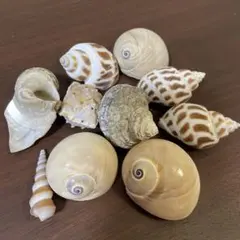 貝殻コレクション 10個セット