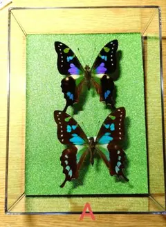 2026年最新】蝶の人気アイテム - メルカリ