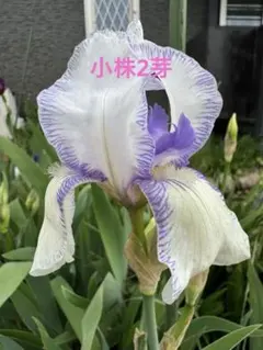 出品分限り　ジャーマンアイリス　マミー① 小株2芽のサムネイル