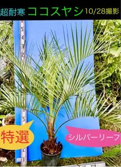 ココスヤシK1 耐寒＆耐陰性ヤシ］ココス ヤシ・15号／HGPL-629 - ハワイアン