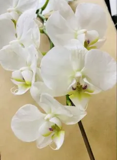 胡蝶蘭ミディ❤︎花後の苗❤︎白3株① - メルカリ