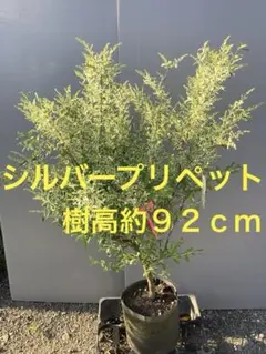 つるバラ大苗 スイートドリーム 四季咲き 蕾沢山 - メルカリ