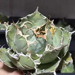 2026年最新】スーパーチタノタの人気アイテム - メルカリ