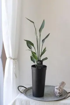 ストレリチア ノンリーフ ユンケア 陶器鉢仕立て【Premium Plants】 ストレリチア ノンリーフ ユンケア 陶器鉢仕立て【Premium Plants