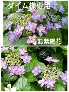 額紫陽花 根付き1本+セントポーリア一苗+おまけの種①〜⑨よりご選択下さいのサムネイル