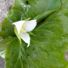 あんちゃん様 リクエスト 2点 まとめ商品