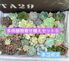⑥ 多肉植物 韓国カット苗セット 多肉植物寄せ植え 多肉弁当 花団錦カット苗入り