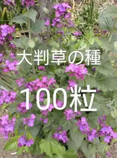 Kicori☺︎（きこり）様 リクエスト 2点 まとめ商品