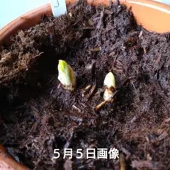 山野草 中国産 アツモリソウ 葉2芽株5号鉢C - メルカリ