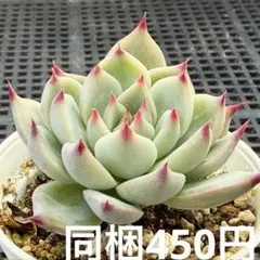 2025年最新】シモヤマコロラータの人気アイテム - メルカリ