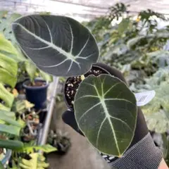 2026年最新】アロカシア 斑入りの人気アイテム - メルカリ