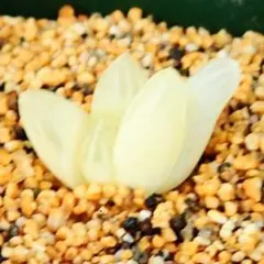 saibai_taniku様 リクエスト 3点 まとめ商品