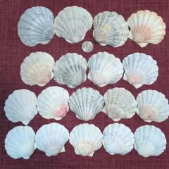 イタヤガイ　グレー系　サイズ特大〜中 18個セット　貝殻　No.529 ホタテ