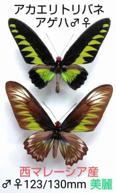 2026年最新】標本 蝶 マレーシアの人気アイテム - メルカリ