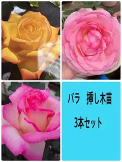 バラ苗３種類セット　挿し木苗　ネコポス便　新芽展開　春まで休眠中