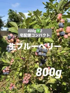朝摘み生ブルーベリー800g（400g❎2）のサムネイル