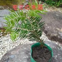 モミの木の苗 1株 Gのサムネイル