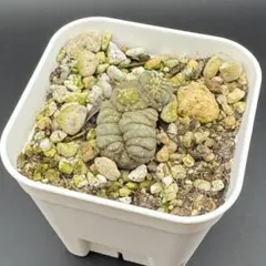 翠冠玉 綴化／石化 Lophophora diffusa f. cristata - メルカリ