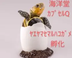 カプセルQ 八重山諸島 ヤエヤマセマルハコガメ 子ガメver. 未開封品 海洋堂