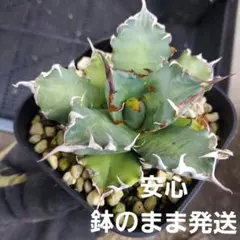 【姫厳竜】アガベ　チタノタ　王道人気品種　初心者オススメ　抜き苗なら150円引きのサムネイル