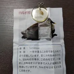 정품은 비매품인가요?참신한 부리가 있는 오리 깃털 표본 열쇠고리가 달린 새 동물