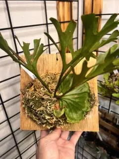 No.71 ビカクシダ P.ridleyi Center Borneo Wild - メルカリ