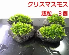 新鮮！巻きたて発送】プレミアムモス 黒溶岩石 3こ - メルカリ