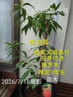 1本で実がなる【ホワイトサポテ】接木苗 美味しい品種【クシオ種】 1本で実がなる！美味しい品種！ホワイトサポテ接木苗【クシオ種