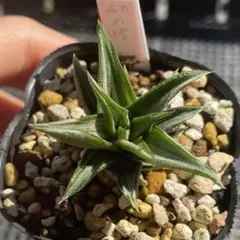 多肉植物 ハオルチア 幻の塔 抜き苗