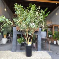 【引取り限定】オリーブの木　観葉植物　SOLSO FARM 大阪市都島区 引取り限定】オリーブの木 観葉植物 SOLSO FARM 大阪市都島区 - メルカリ