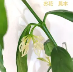 ホヤ デシプラエ メルカリ便発送 - メルカリ