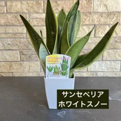 マ*読様 S4567★オークション販売★ サンスベリア スノーホワイト 極上美株 マ*読様 S4567☆オークション販売☆ サンスベリア スノー