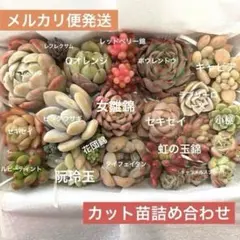 多肉植物カット苗詰め合わせ6