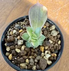 2025年最新】ブラックプリンス錦の人気アイテム - メルカリ