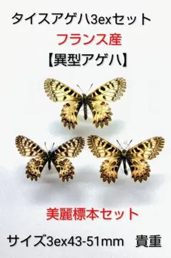 外国産蝶標本☆ツマベニチョウ ♂♀☆ランカウイ島産☆美麗♀貴重入手