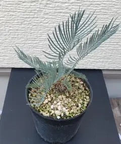 サイカス・カイルンシアナ　美肌・美株　引き取り限定 2025年最新】サイカス カイルンシアナの人気アイテム - メルカリ