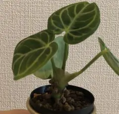 ★超上品なフラットイヤー★アンスリウム　ポーティラエ× サブシグナタム　レア交配 2025年最新】レアアンスリウムの人気アイテム - メルカリ