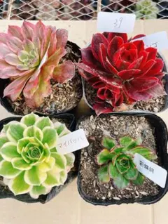 39 多肉植物 アエオニウム 抜き苗 4種セット
