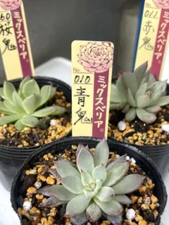 2025年最新】ミックスベリア 桜鬼の人気アイテム - メルカリ