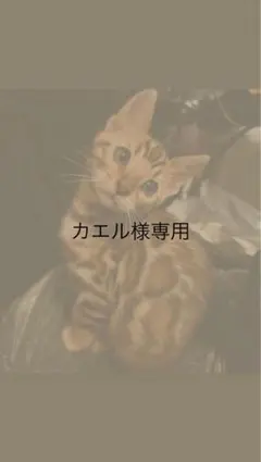 カエル様専用ページ