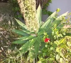 アガベ　アテナータ（フォックステール)　種子　3個　多肉植物　沖縄園芸/タネたねのサムネイル