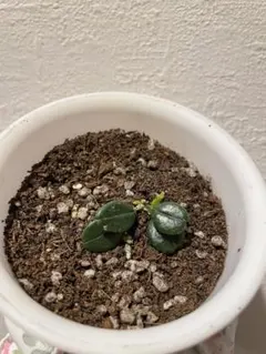 レア 珍種 ホヤ Hoya chloroleucha サクララン - メルカリ